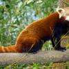 petit panda