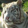 tigre blanc