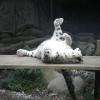 une panthère des neiges TROP cool