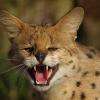 serval