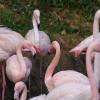 une petite partie du groupe de flamants roses