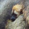 un bébé Lémur à front roux, unique en France