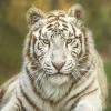 Radjah, toute la puissance et la beauté du tigre blanc
