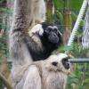 un bébé gibbon à bonnet