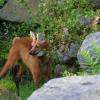 le rare loup à crinière d'Amérique du Sud