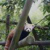 Les pandas roux : trop mignons