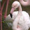 flamant rose