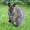 Kangourou sur le vif !
