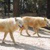 Loups blancs - Zoo de la Flèche 18-04-2015