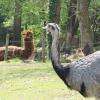 Nandou et Alpaga  - Zoo de la Flèche 18-04-2015