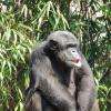 Chimpanzé - Zoo de la Flèche 18-04-2015