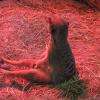 Suricate - Zoo de la Flèche 18-04-2015