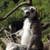 Maki Catta - Zoo de la Flèche 18-04-2015
