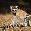 La famille maki catta ; ici maman et bébé né au Zoo.