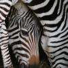 Les zèbres du Zoo.