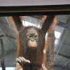 Parmi les nouveaux arrivants de cette année, une maman orang-outan et son petit. 