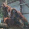 Parmi les nouveaux arrivants de cette année, une maman orang-outan et son petit.