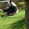 "Yuan Zi" panda géant;