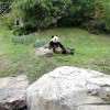 Le beau panda qui prenait la pose pour ses nombreux admirateurs :-)