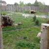 Les magnifiques loups blancs dans leur enclos...