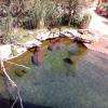 Le coin tranquille des Hippopotames 
