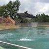 Un des dauphins du spectacle en plein envol