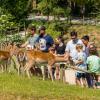 Proximité avec les animaux en semi-liberté