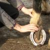 Photo de Shiatsu pour cheval