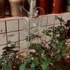 Magasin de plantes vertes et cactus, chez votre fleuriste Vert Amour à Sceaux (92)